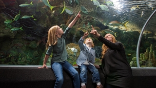Photo of family viewing the Discovery World Aquarium